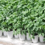 Žute mrlje na listovima sadnica paradajza i metode borbe s njima